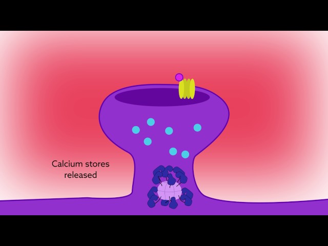 Reading calcium to write memories: the importance of CaMKII autophosphorylation