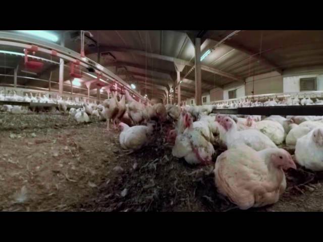 iAnimal - British Pig and Chicken Farms in 360°