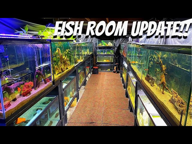 *NEW* BABY FISH IN FISH ROOM + FISH ROOM UPDATE