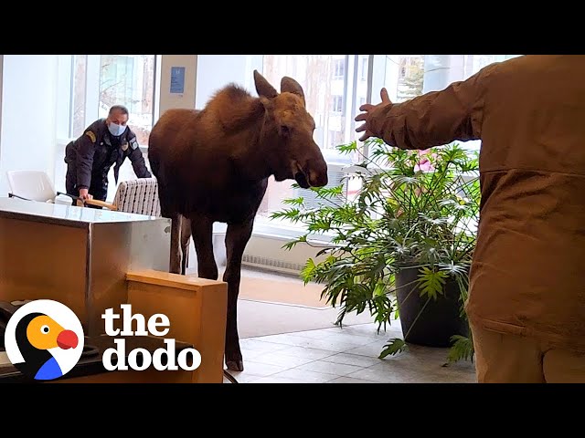 Moose Breaks Into A Hospital For A Snack | The Dodo