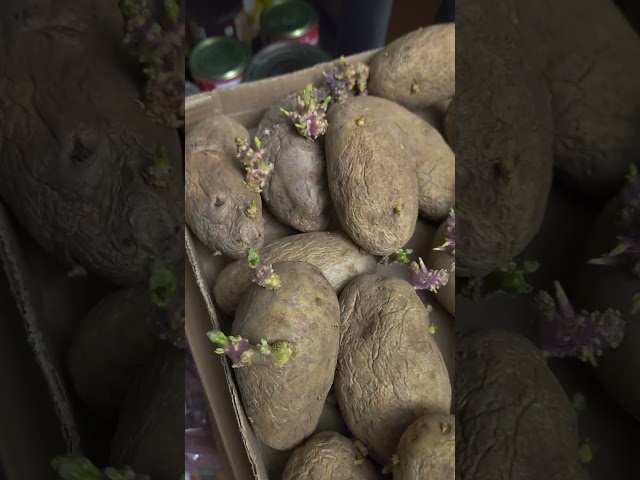 I've got chitting taters in the mansion sized pantry on the homestead