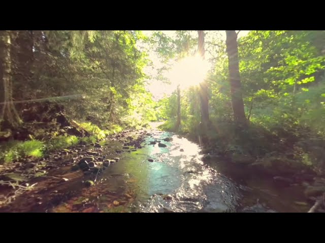 Nature Experience Black Forest: The Sunlit Stream (#VR, Nr. 23)