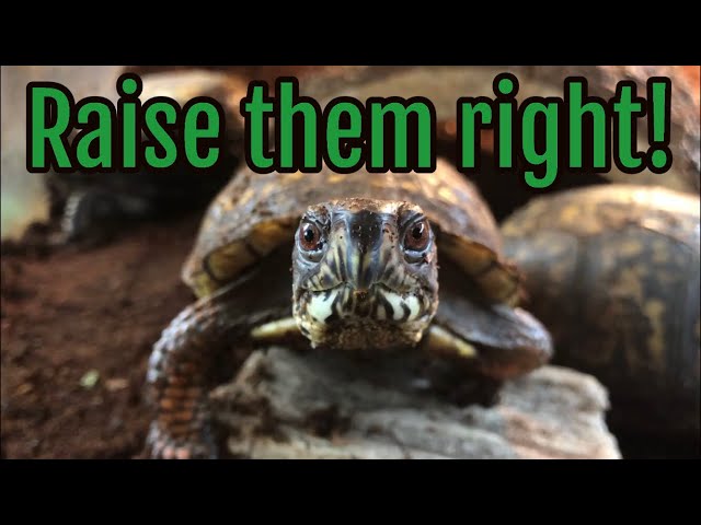 Eastern Box Turtle Care Tutorial