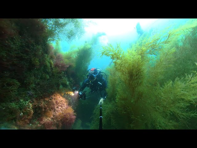 Kids Dive VR360 Marine forests Cystoseira