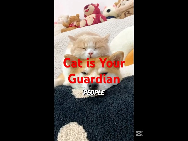 Your Cat Is Your Secret Guardian@CrazyCatAntics