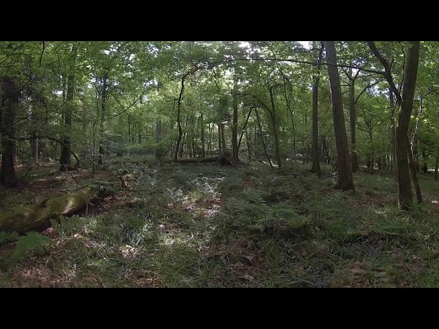 Forest bathing | Pause, listen, imagine (360 Video)