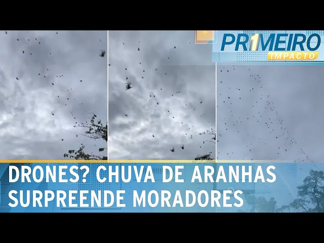 “Chuva” de aranhas surpreende ativista ambiental em Minas Gerais | Primeiro Impacto (29/01/25)