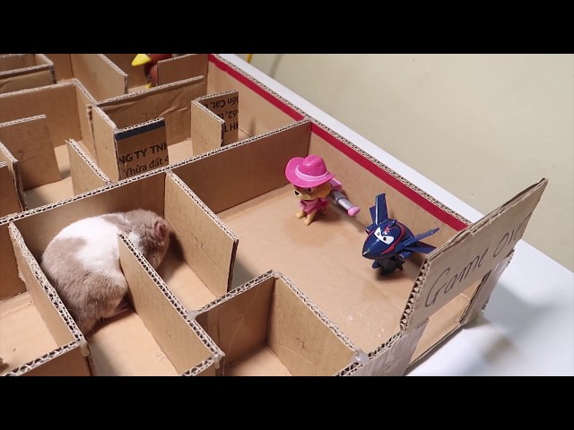 Maze for Hamster Made Of Easy Materials | Cute Pet Hamster Tv