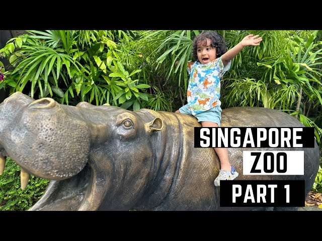 Come Explore Singapore Zoo With Us! Part 1|#singapore #singapore vlog #things to do in singapore