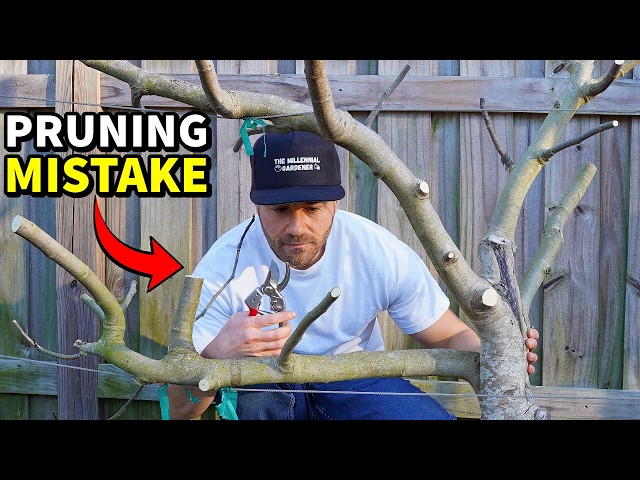 This One Pruning Mistake Can PERMANENTLY Destroy Your Fruit Trees!