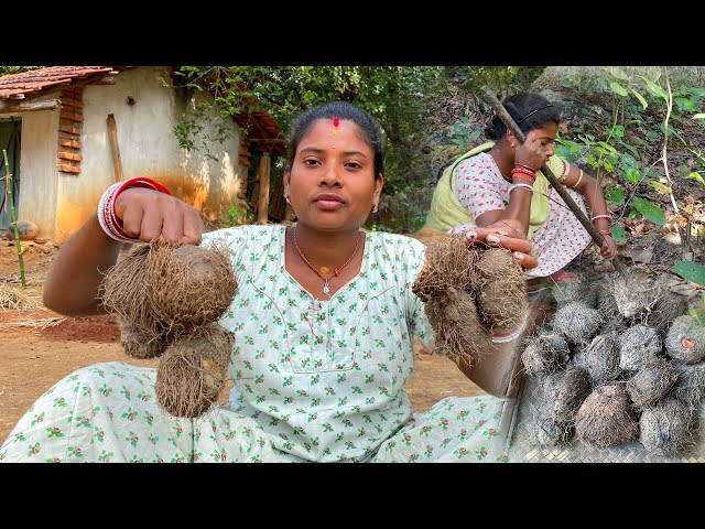 Wild Potato Hervesting  || ପିତାଳୁ ଖାଇଲେ କଣ ହୁଏ ।। village tribal life