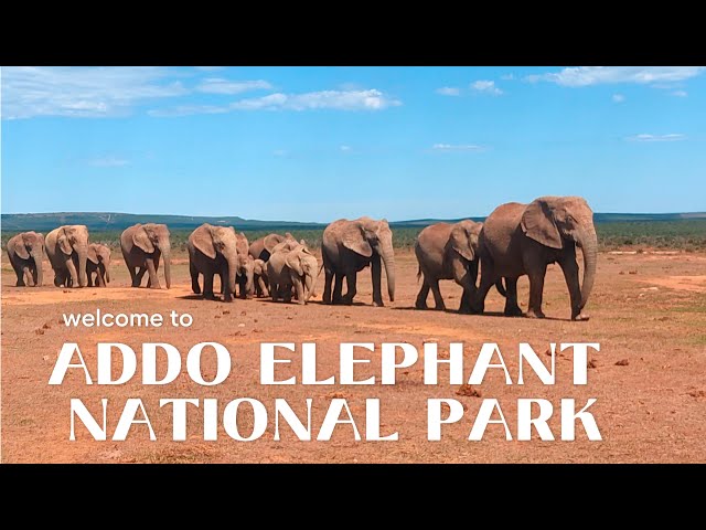 Addo National Elephant Park, South Africa | Ultimate Guide and Tips