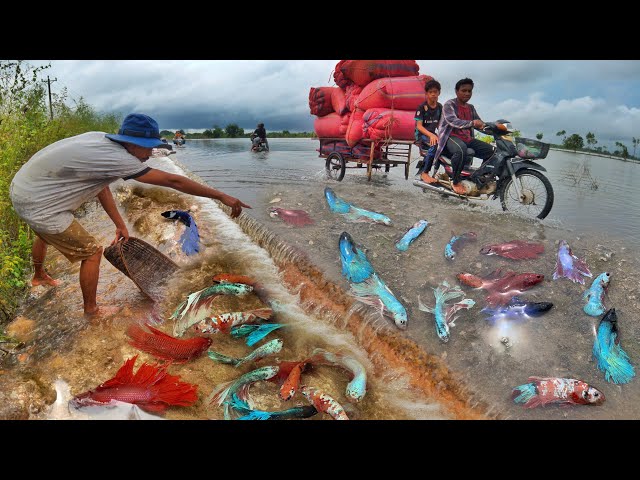 Unbelievable !!!Unique Catch Betta And Find Betta Fish Finding A Lot Of Betta on the road when flood