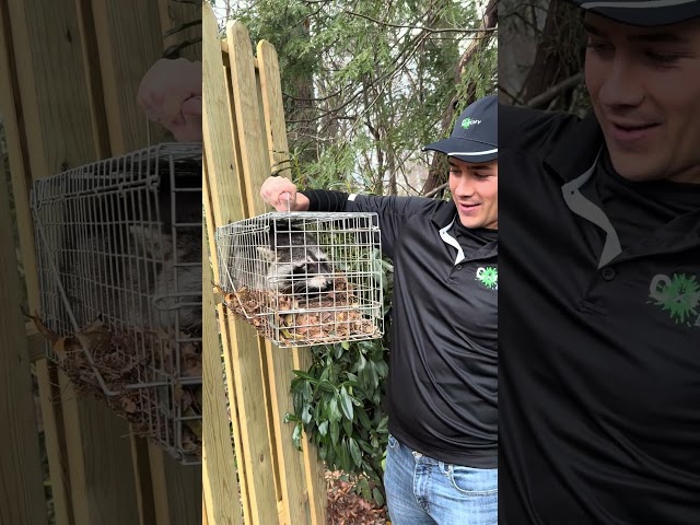 Raccoon Capture and Release