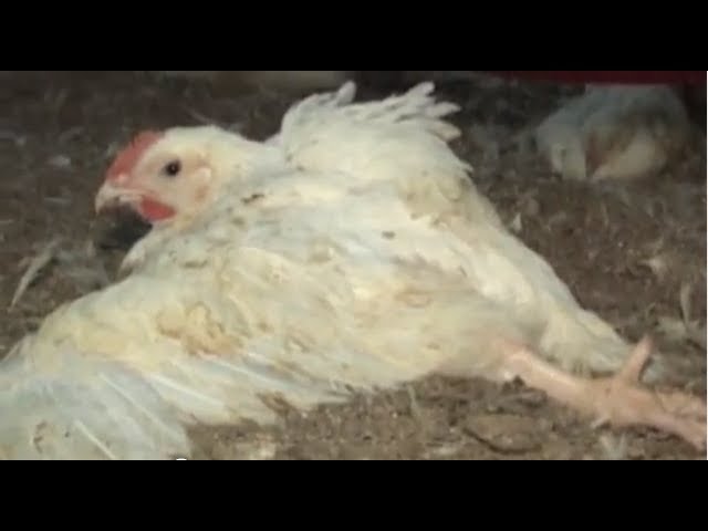 What is factory farming? - MEAT CHICKENS