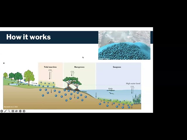 Blue carbon as a natural climate solution