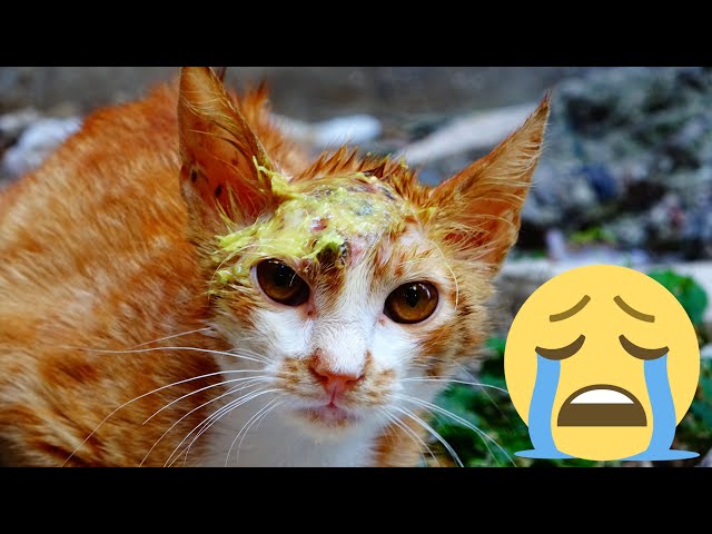 WHAT HAPPENED TO THE POOR CAT'S HEAD ? | Adorable Cats