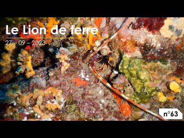 Le Lion de terre (n°65)