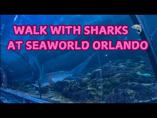 Shark Exhibit Walkthrough in 4k at Seaworld Orlando| February 2025