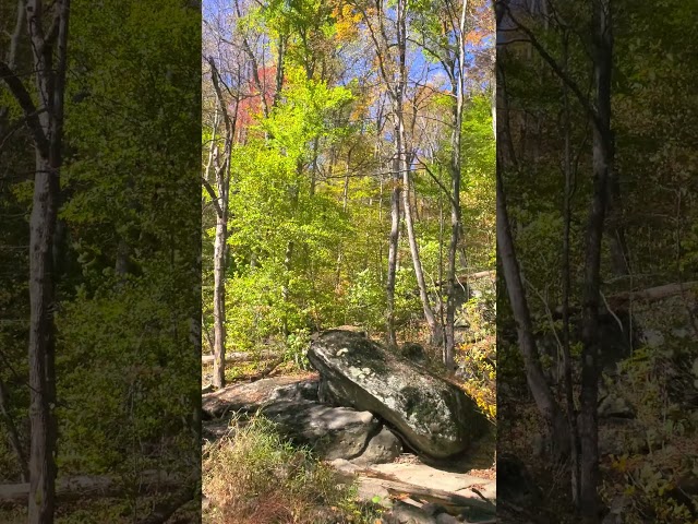 Peaceful stream in a colorful fall forest in Eastern Pennsylvania, #nature #pennsylvania