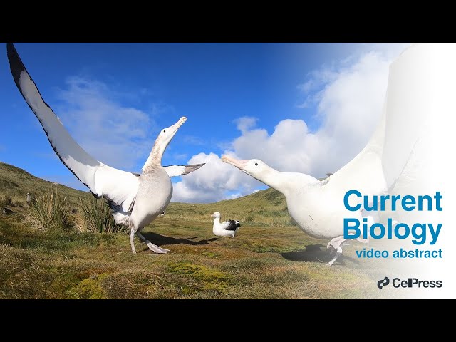 Strong winds reduce foraging success in albatrosses / Curr. Biol., Nov. 1, 2024 (Vol. 34, Issue 23)