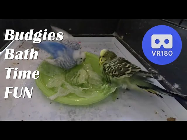 How to Give Budgie's First Bath | Easy Budgie Bathing and Water Training with Lettuce - VR 180