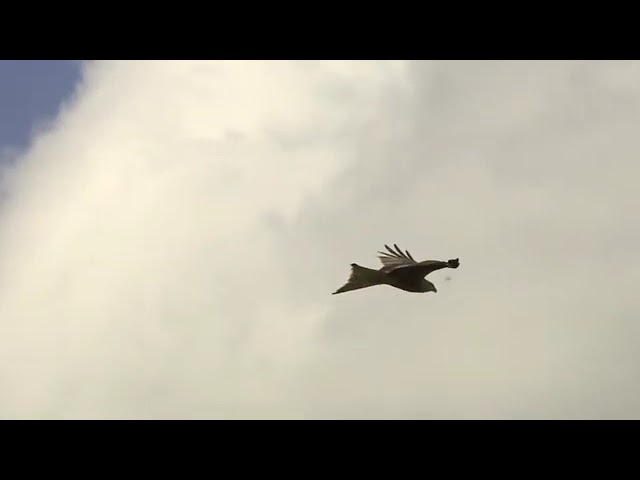 Red Kite • Flying bird footage {No Copyright videos} by CLOUDMUSIC