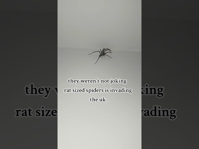 #Rat sized #Spiders invading the UK. #spiders #uk #scary #shorts