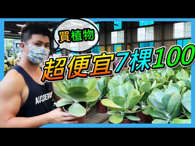 【八角農園】新手買植物，介紹一間適合新手的台中園藝店，雖然都是大眾植物品種，但價格很實惠，草花8元，觀葉植物7盆100元，多肉5盆100元。＃八角農園＃台中花市＃伊恩愛種花