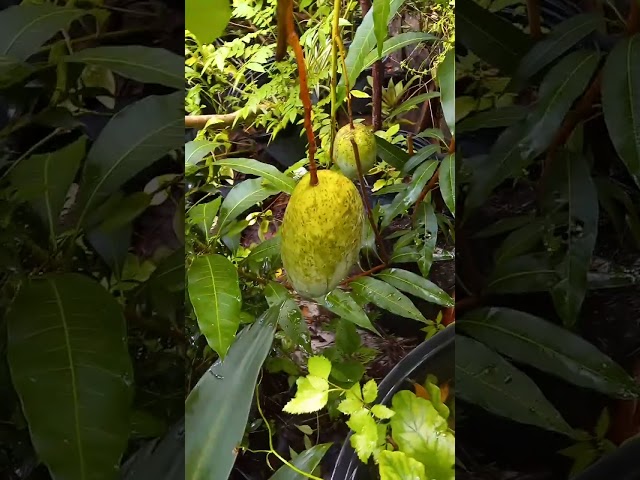 Still have some mangos on my container trees the potted grafted mangos