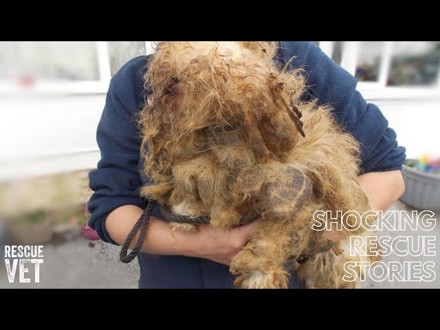 Poor dog kept in cage rescued: Ruby's Story