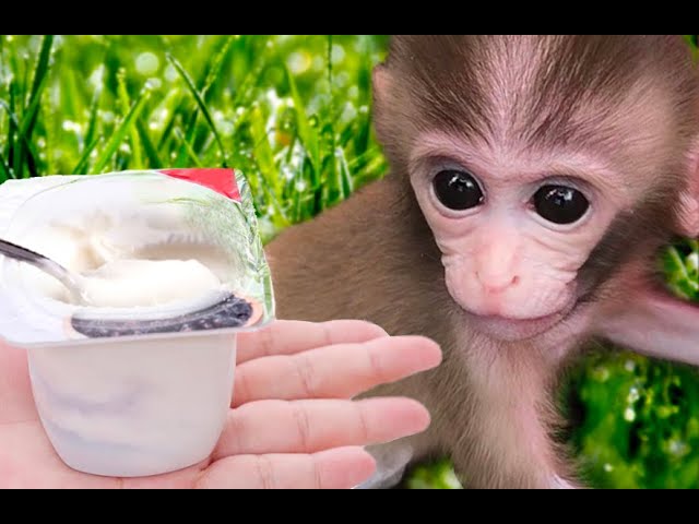 Baby Monkey BiBi Tina eating yogurt, Animals Home