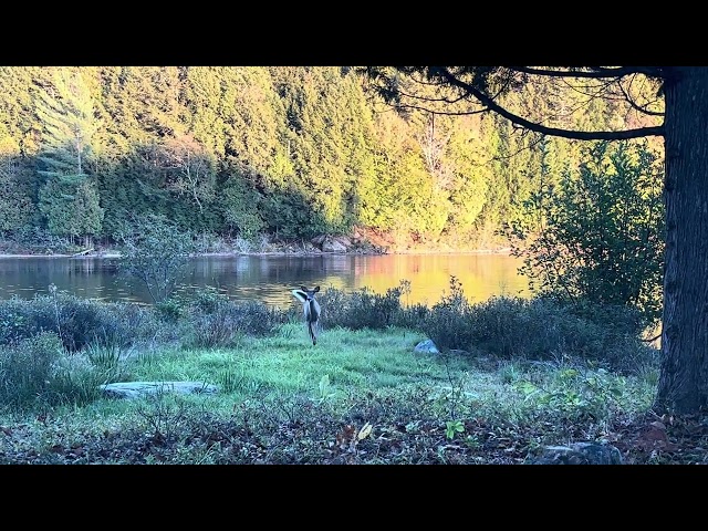 Deers in the Laurentians, QC