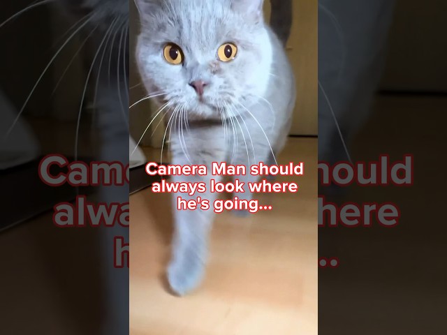 FAIL! When Cat Filming Goes Wrong: Dangerous Life of a Camera Man #cat #cats #fail