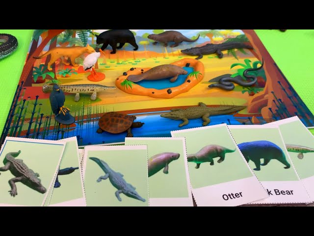 Fun with Flashcards Everglades Animals