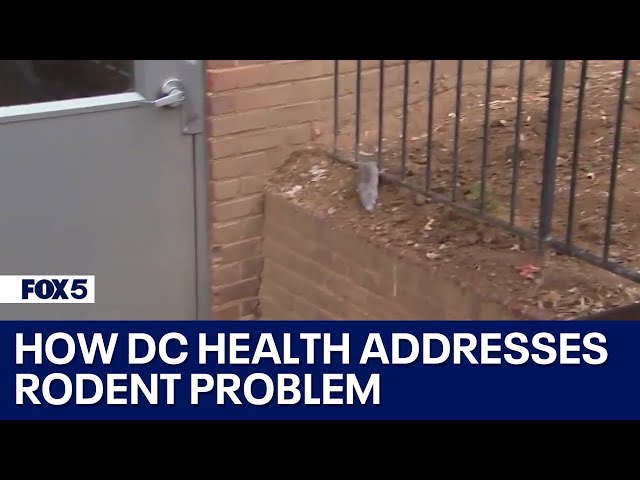 DC Health demonstrates how they work to address the rodent problem | FOX 5 DC