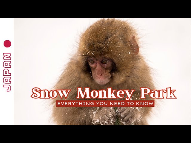 YOU WILL ♥️ THE SNOW MONKEY PARK, Nagano, Japan: Winter Trip Tokyo | Everything you need to know(4K)