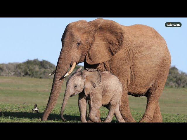 SafariLIVE Sunrise - 08 February 2025