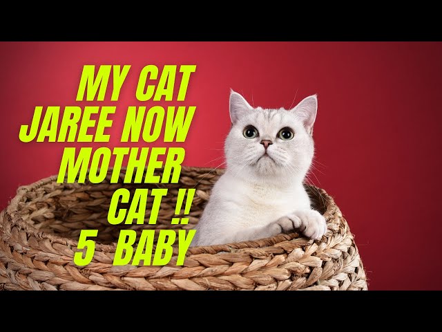 my cat jaree is now mother Cat and 5 Baby funny cat