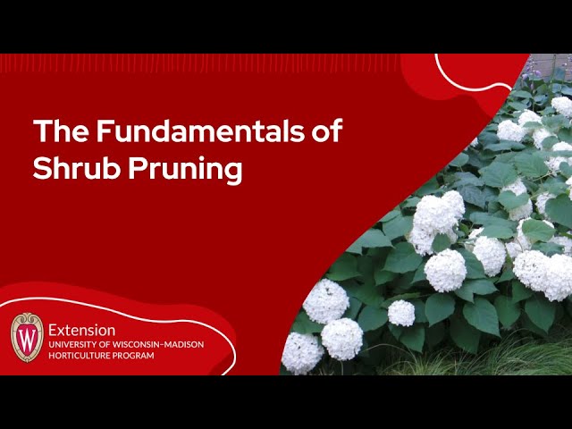 The Fundamentals of Shrub Pruning