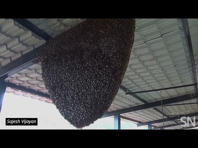 Watch these giant honeybees’ nests ‘shimmer’ | Science News