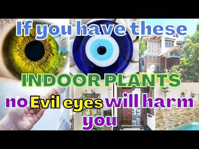 Indoor Plants that defend or Protect your home from Evil Eyes | Vastu Fengshui plants