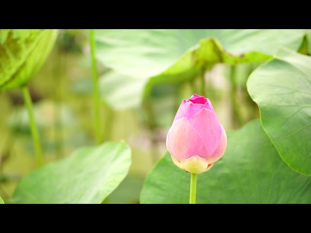 Hoa sen - lotus