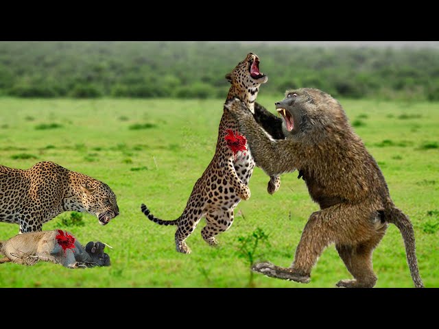 Leopard Leaps Up A Tree, Causing A Tragic End To Baboon - Mother Baboon Could Not Protect Her Child