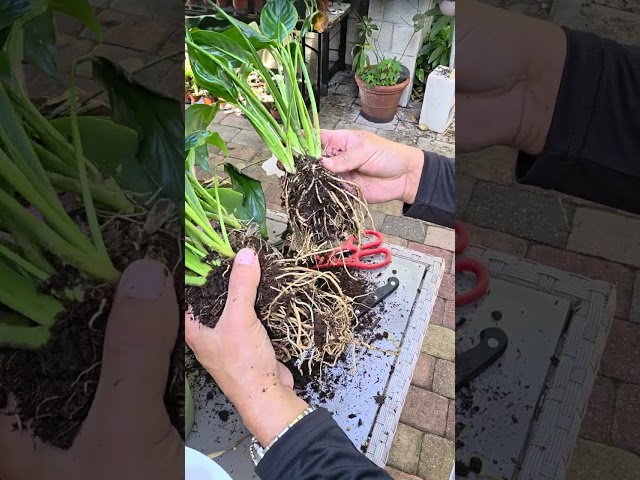 Plant roots crowded causing the leaves to droop and wilt.