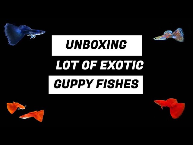 Exotic Guppy Unboxing in தமிழ் | Pets for You