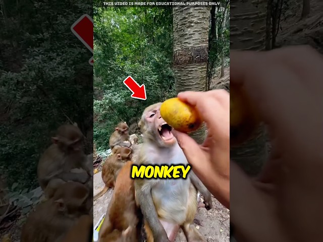 Don't Make Fun Of The Monkey