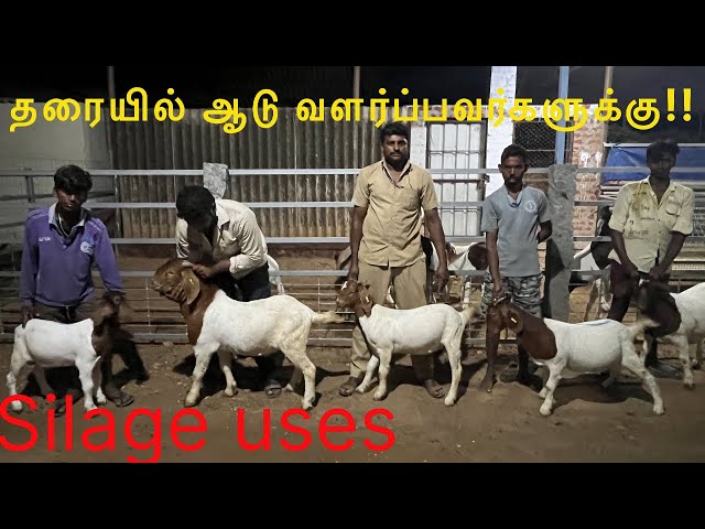 தரையில் ஆடு வளர்ப்பவர்களுக்கு|How silage is best for goats|Routine work of the Farm|#boer #boergoats