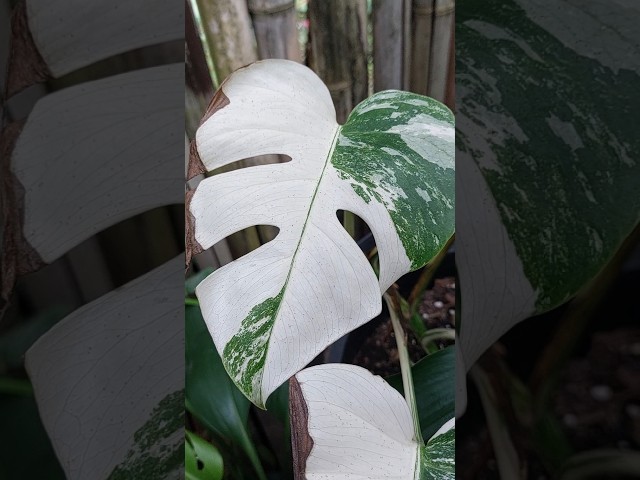 Monstera Deliciosa Albo Variegata #botany #monstera #plants #variegated #rareplants #houseplant.