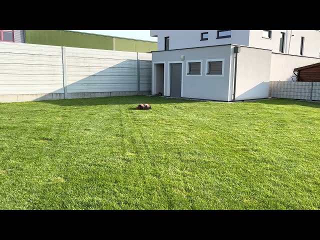 Mow roboter Worx Landroid Vison WR213E L1300 is hunting a bird - finally the blackbird wins